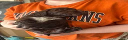 Sprocker dogs for sale: Beautiful sprocker spaniel puppies in Cheltenham - Advert 4
