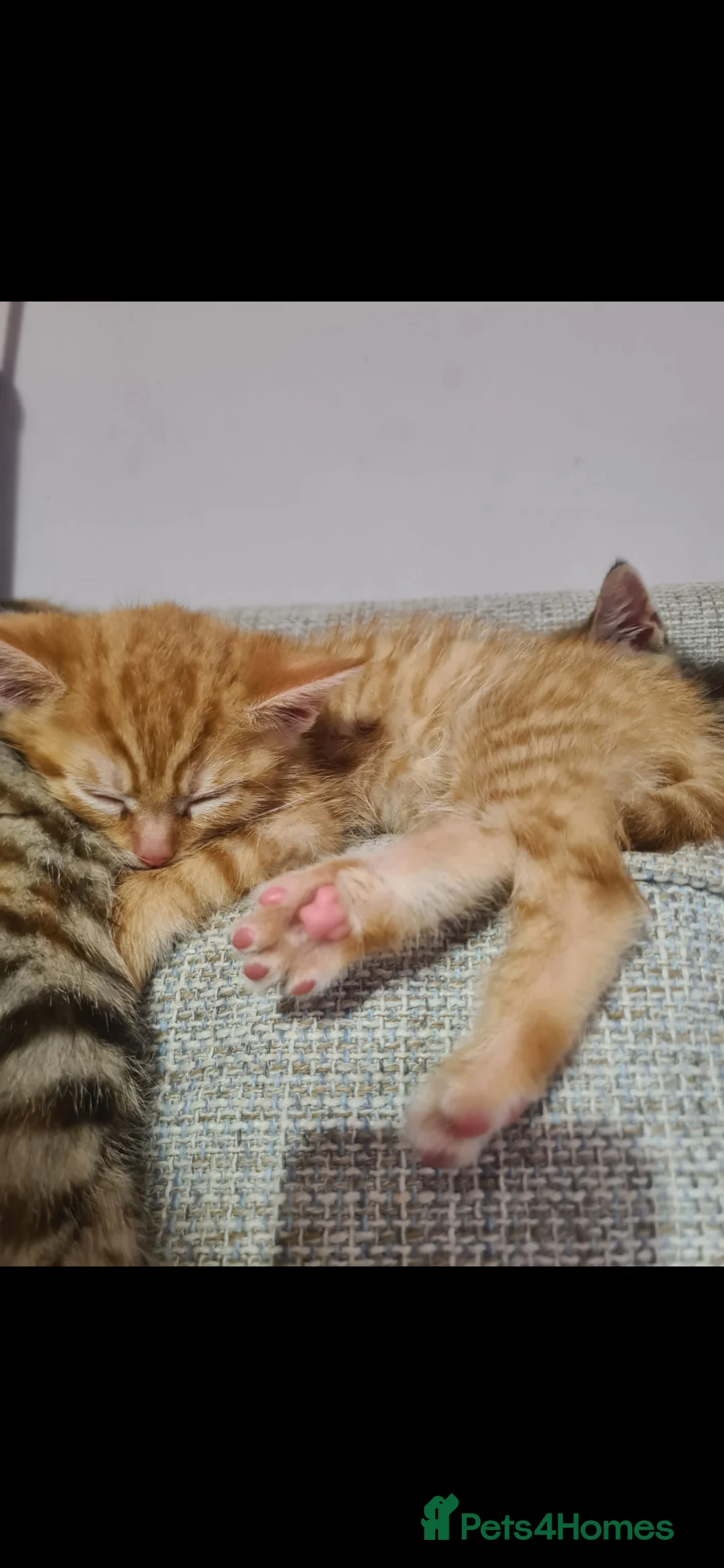 Mixed Breed cats for sale: 10 week old kittens (ready by 5th march) - Advert 26