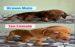 Dachshund dogs for sale: LAST 2 READY NOW Dachshund Puppies (1F, 1M) - Image 2