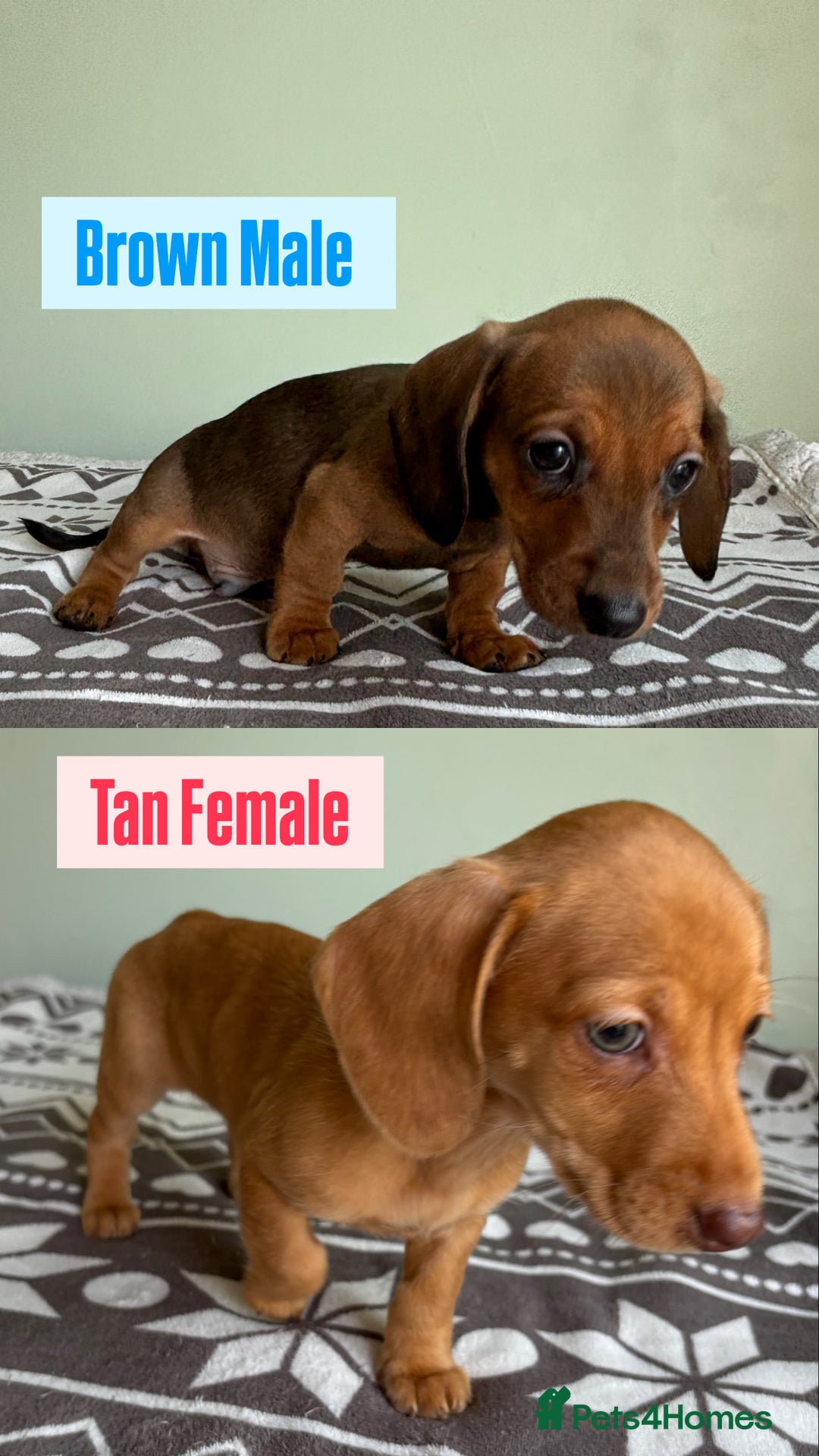 Dachshund dogs for sale: LAST 2 READY NOW Dachshund Puppies (1F, 1M) - Image 2