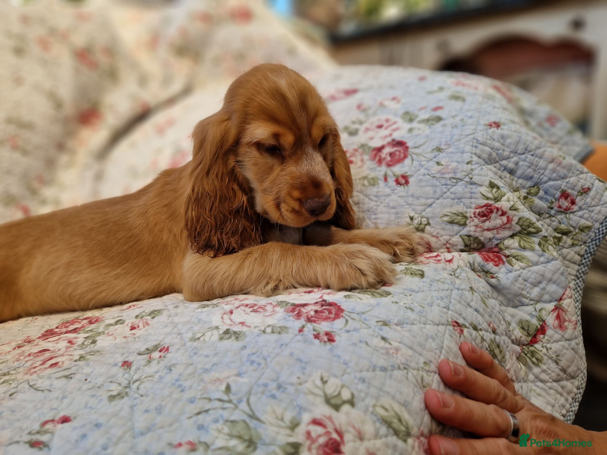 Cocker Spaniel dogs KC Pedigree Show Cocker Spaniel Puppies - Advert 1