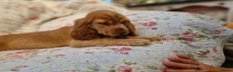 Cocker Spaniel dogs for sale: KC Pedigree Show Cocker Spaniel Puppies - Advert 1