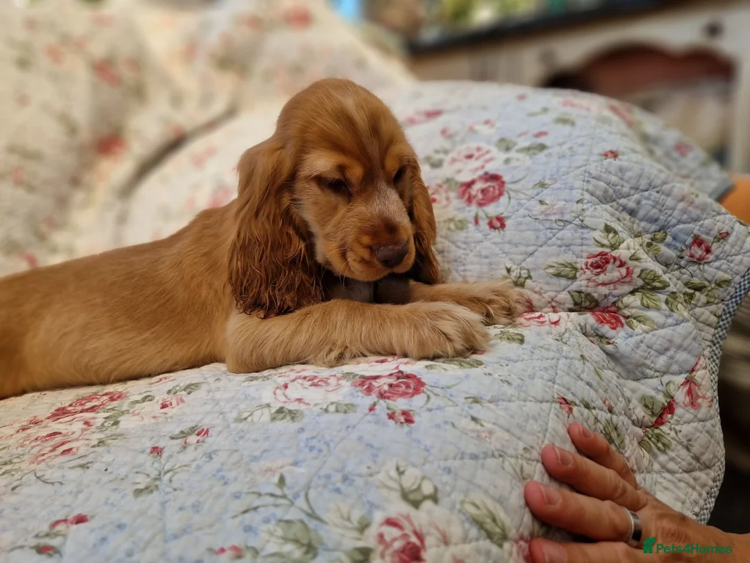Cocker Spaniel dogs for sale: KC Pedigree Show Cocker Spaniel Puppies - Advert 1