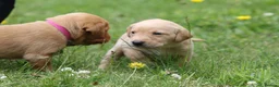 Labrador Retriever dogs for sale: Totally adorable, healthy and great line puppies - Advert 12