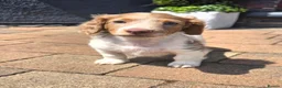 Miniature Dachshund dogs for sale: Isabella and Tan Piebald Long Hair Female - Advert 12