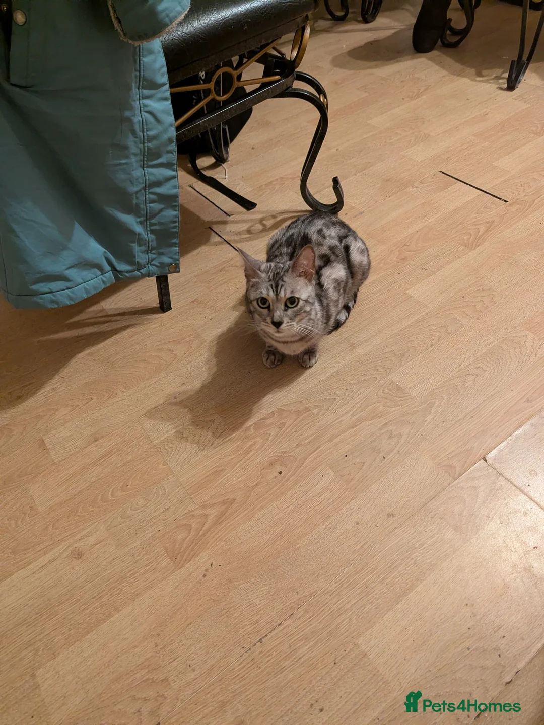 Bengal cats for sale:  Bengal Type Kittens Boys – Stunning Markings - Advert 9