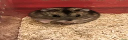Hamster rodents for sale: Baby Winter White Russians from our show stock  - Advert 5