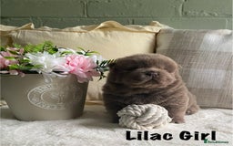 Chow Chow dogs for sale: 🌟Quality Chow Chow Puppies-ChampionLines🌟 - Image 6