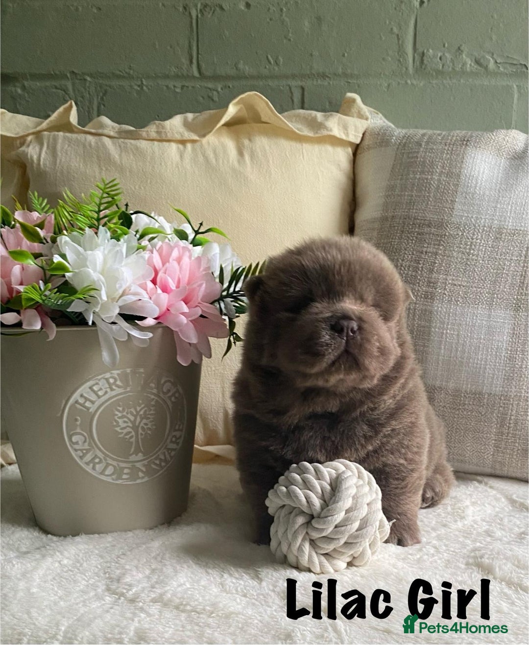 Chow Chow dogs for sale: 🌟Quality Chow Chow Puppies-ChampionLines🌟 - Image 6