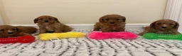 Cavapoo dogs for sale: Deep red cavapoos  - Advert 2