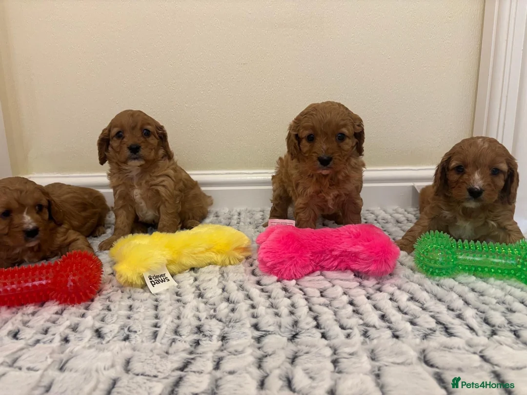 Cavapoo dogs for sale: Deep red cavapoos  - Advert 2