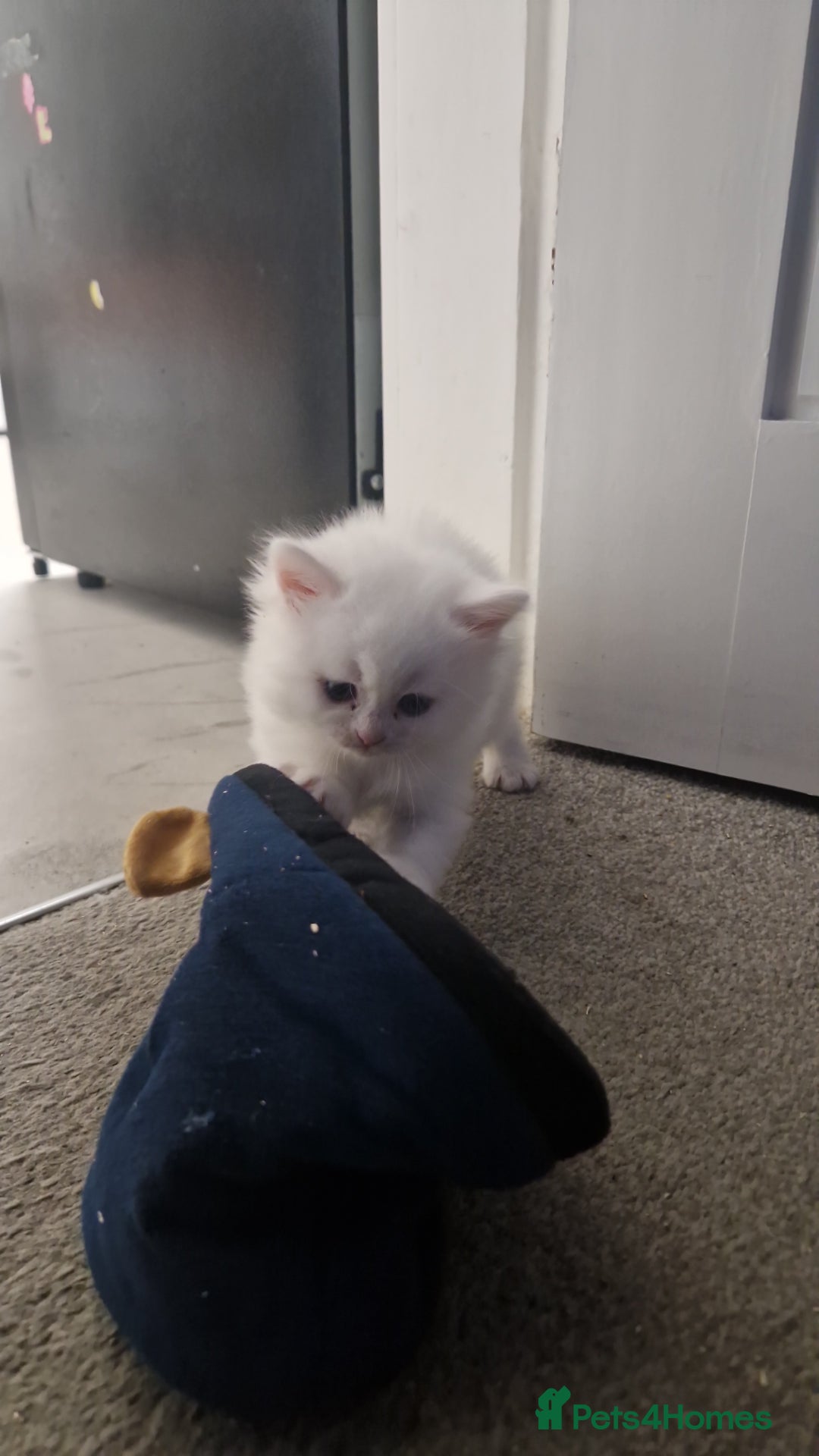 Maine Coon cats for sale: Maine coon - Image 2