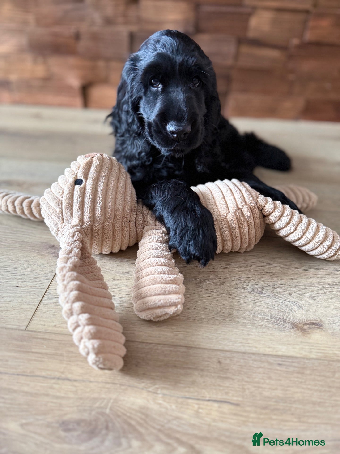 Cocker Spaniel dogs Only one little girl KC Registered show left - Advert 1