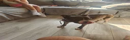Mixed Breed dogs for sale: Blue Staffordshire bull terrier cross female - Advert 5