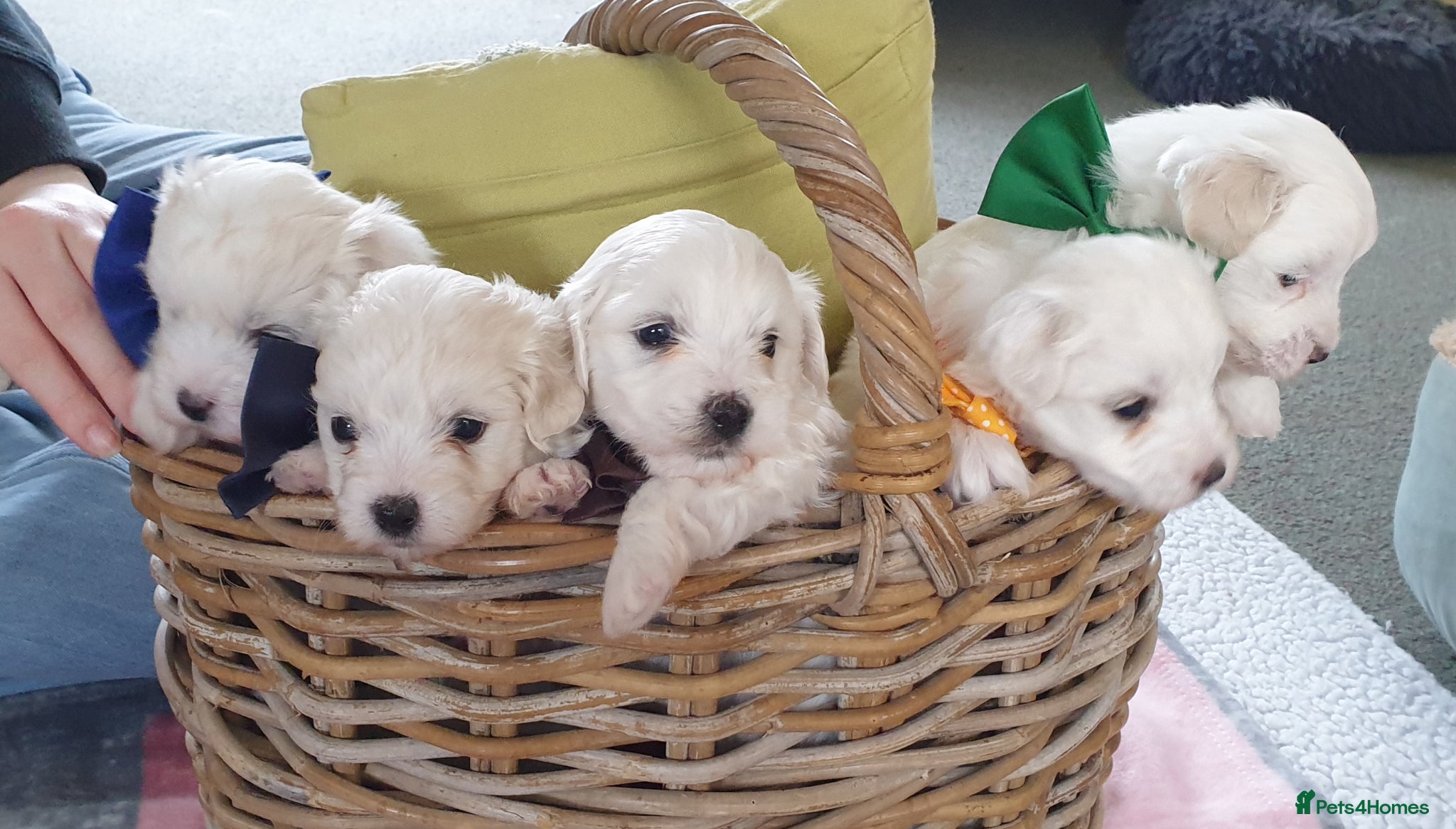 Coton De Tulear dogs K.C. Reg. Coton de Tulear, health tested parents - Advert 9