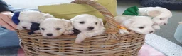 Coton De Tulear dogs for sale: K.C. Reg. Coton de Tulear, health tested parents - Advert 21