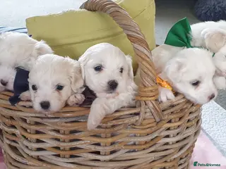 Coton De Tulear dogs K.C. Reg. Coton de Tulear, health tested parents - Advert 9