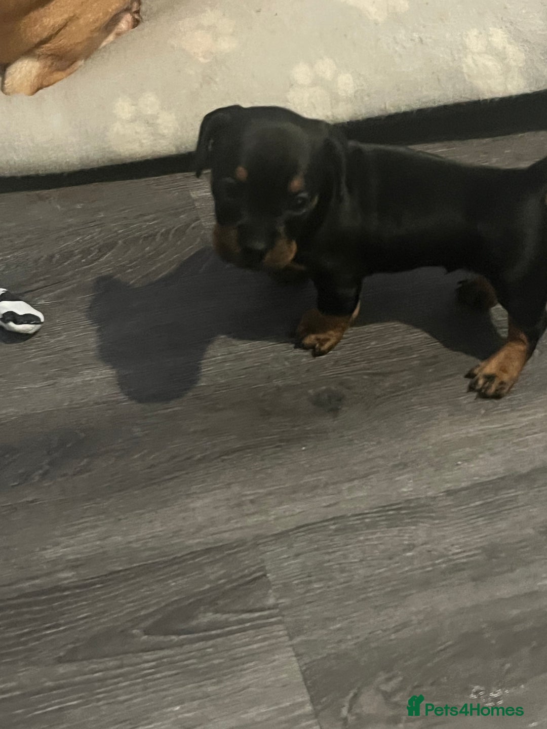 Mixed Breed dogs for sale: Miniature dachshund X French bulldog  - Image 37
