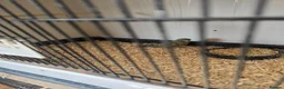 Budgerigars birds for sale: 2026 budgies - Advert 2