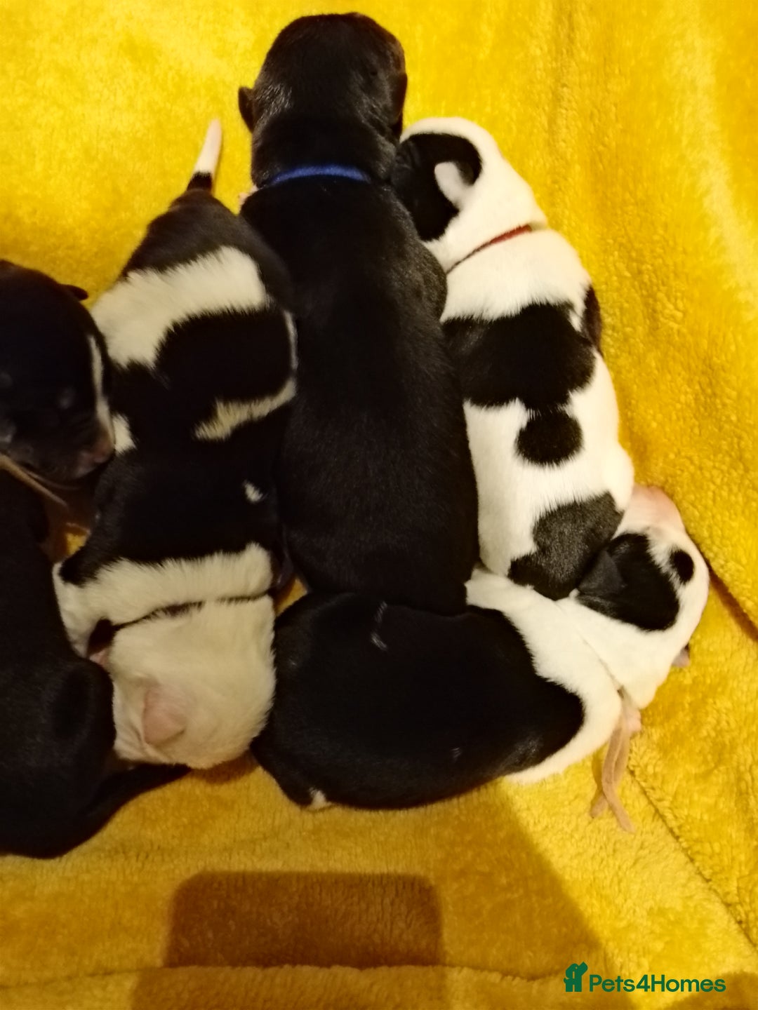 Borador dogs for sale: Beautiful litter of boradors  - Advert 7