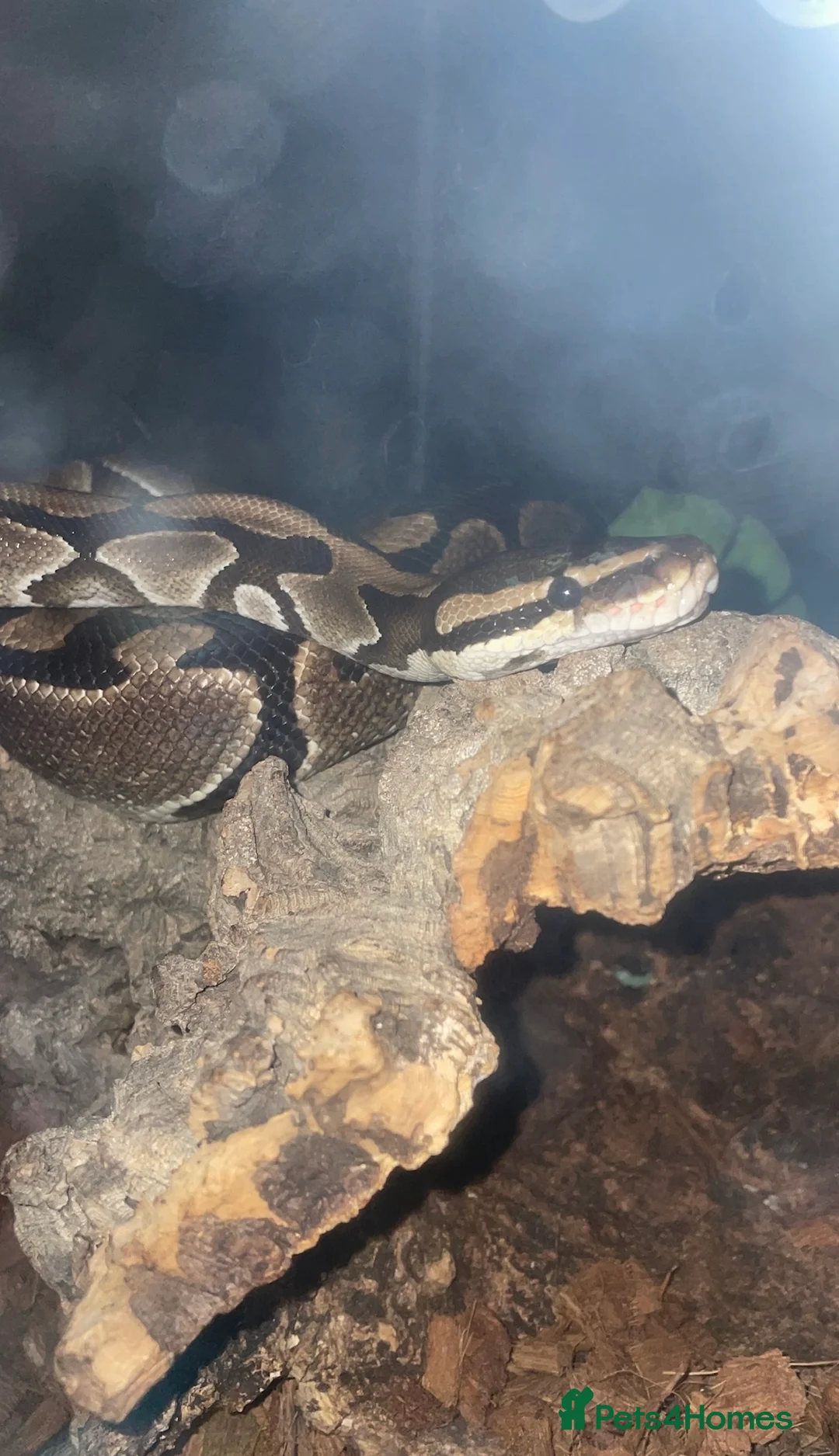 Python Snake reptiles for sale: Male royal python  - Advert 3