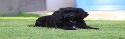 Cavapoo dogs for sale: Beautiful Cavapoo puppies for sale - Advert 9