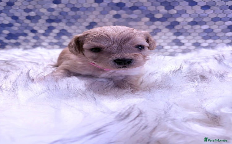 Maltipoo dogs - Advert 13