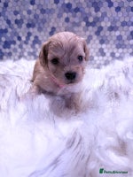 Maltipoo dogs - Advert 7