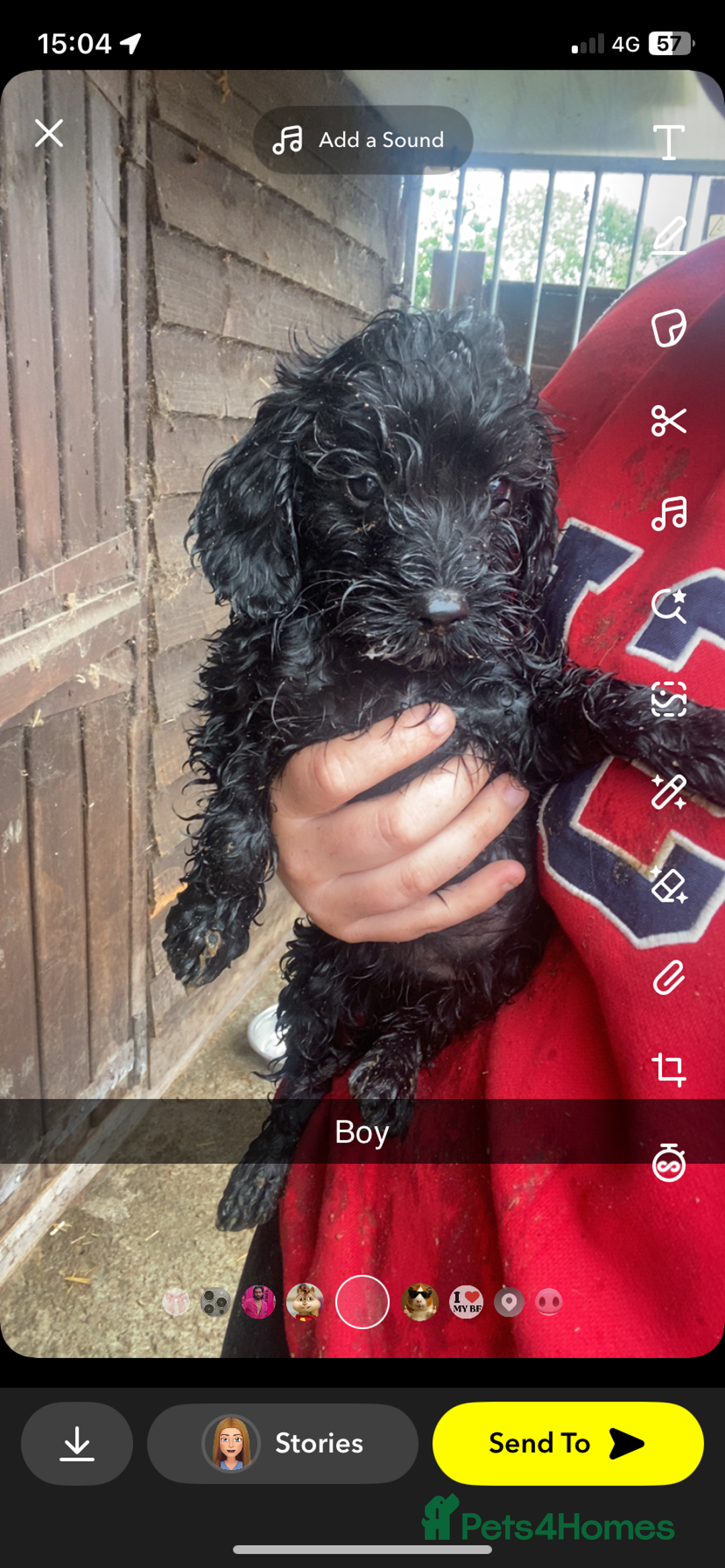 Cockapoo dogs for sale: Cockapoo pups for sale - Image 9