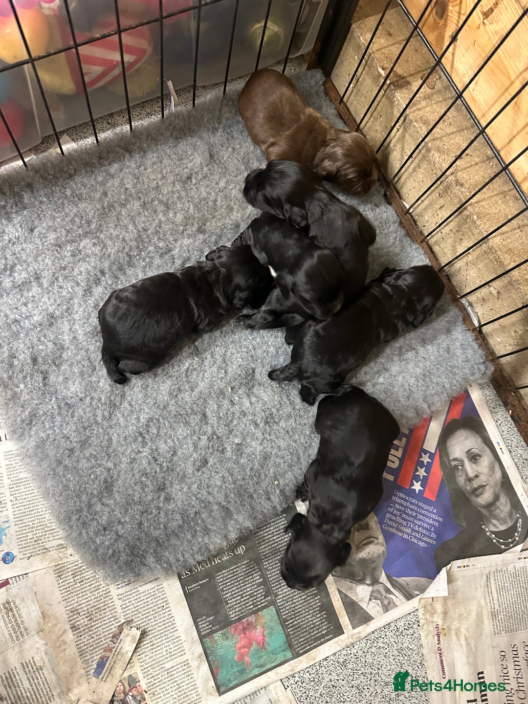 Cocker Spaniel dogs for sale: Kc reg Cocker pups. Black/choc Ready from 20 dec  - Image 4