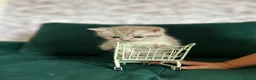 Scottish Fold cats for sale: For sale Scottish fold kitties BORN 25/06  - Advert 3