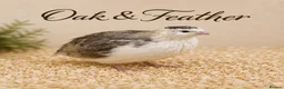Quail poultry for sale: Premium Celadon Quail Hatching Eggs Vibrant Blue - Advert 4
