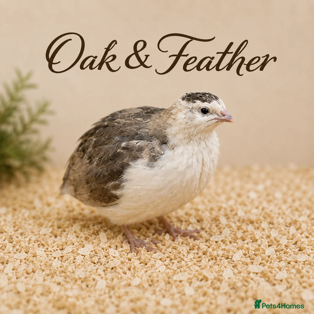 Quail poultry for sale: Premium Celadon Quail Hatching Eggs Vibrant Blue - Advert 4