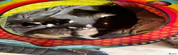 Norwegian Forest Cat cats for sale: Norwegian forest cats  - Advert 1