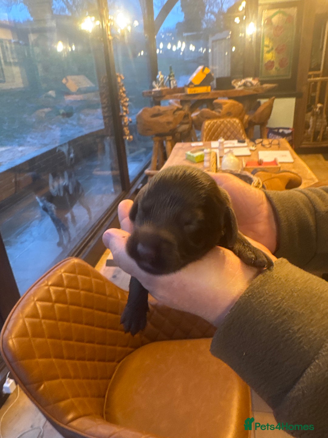 Sprocker dogs for sale: Sprocker puppies for sale - Advert 10