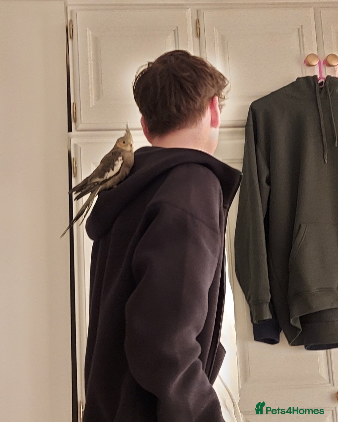 Cockatiels birds for sale: Tame Cockatiel with full set up. Beautiful boy ❤️ - Advert 9