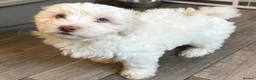 Mixed Breed dogs for sale: Maltipoo x Coton de Tulear Puppies – 1 Boy left - Advert 3
