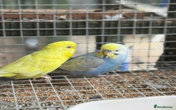 Budgerigars birds for sale: Adorable budgies and cages for sale  - Image 4