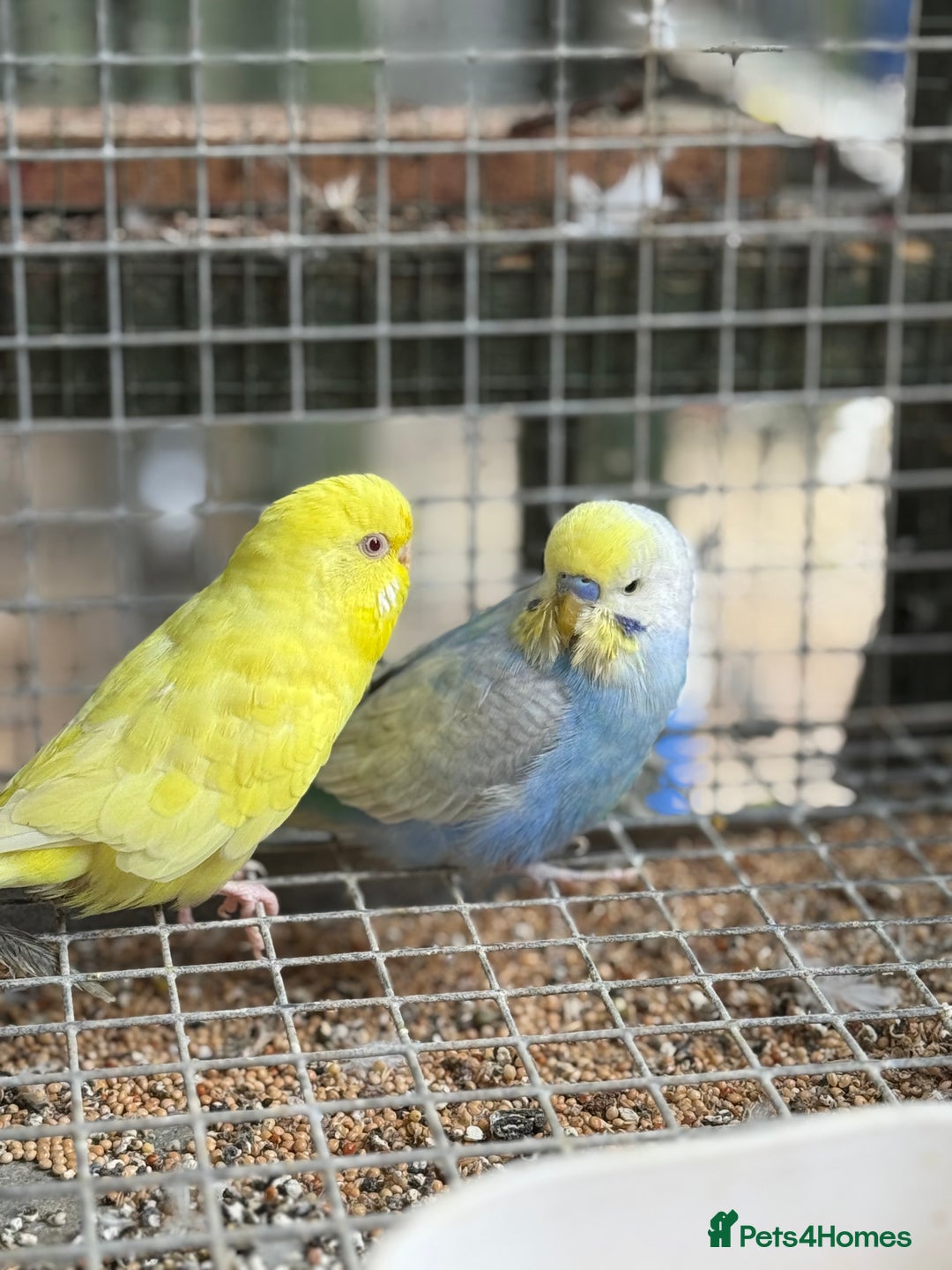 Budgerigars birds for sale: Adorable budgies and cages for sale  - Image 4