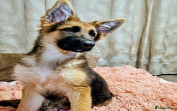 German Shepherd dogs for sale: German Shepherd female - Image 6
