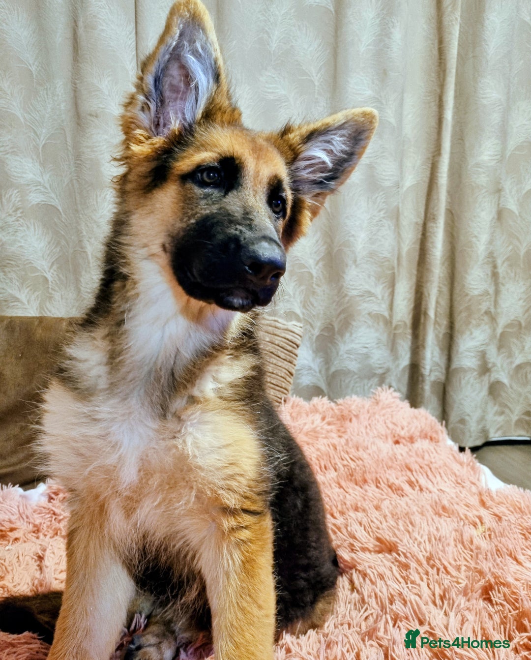 German Shepherd dogs for sale: German Shepherd female - Image 6