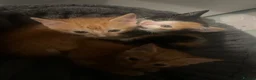 Mixed Breed cats for sale: 3 beautiful kittens  - Advert 16