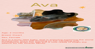 Hamster rodents - Advert 9