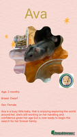 Hamster rodents - Advert 10