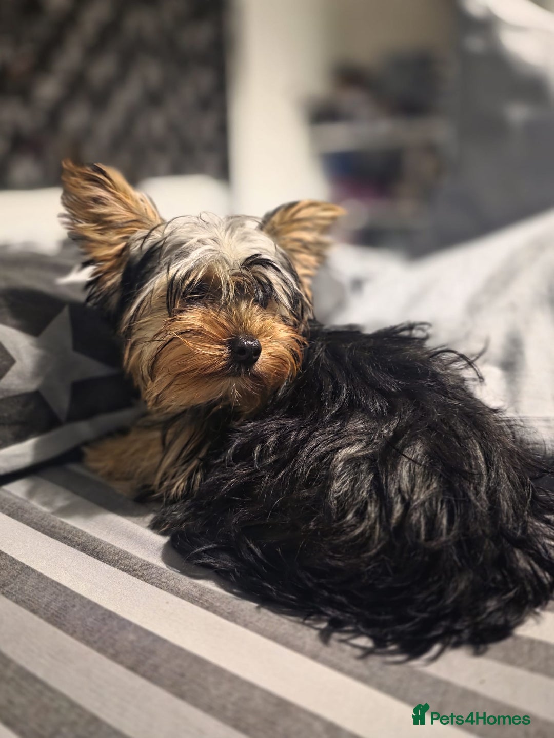 Yorkshire Terrier dogs for sale: Yorkshire  - Advert 6