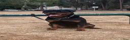 Rottweiler dogs for sale: EUROPEAN BLOODLINE ROTTWEILER PUPS  - Advert 2