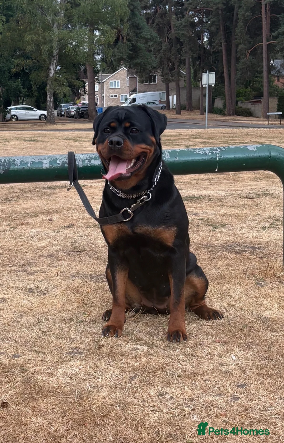 Rottweiler dogs for sale: EUROPEAN BLOODLINE ROTTWEILER PUPS  - Advert 2