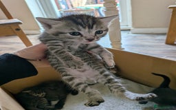 Domestic Shorthair cats for sale: Tabby and black kittens  - Image 9