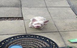 French Bulldog dogs for sale: Platinum white blonde fluffy french bulldog - Image 3