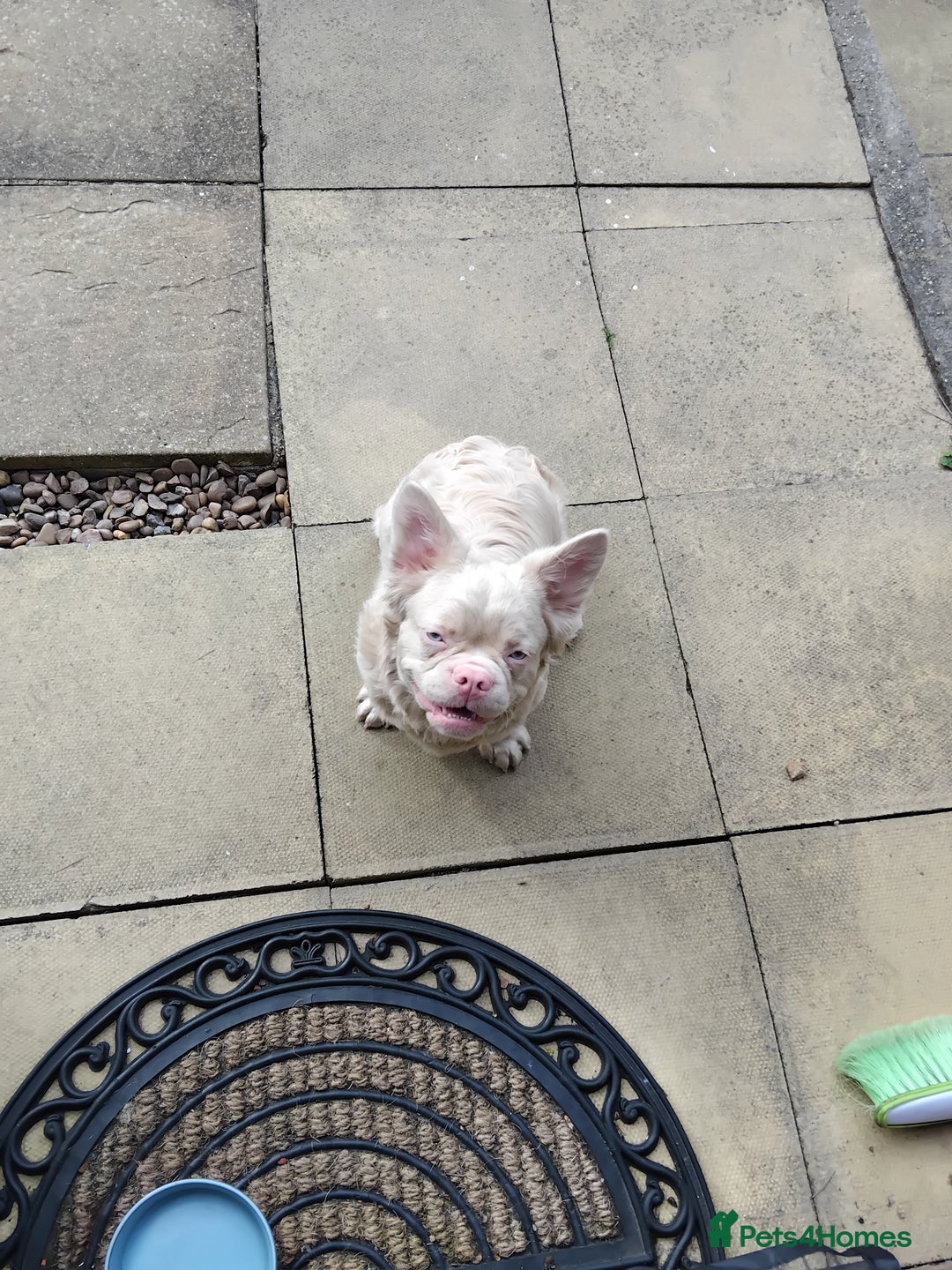 French Bulldog dogs for sale: Platinum white blonde fluffy french bulldog - Image 3